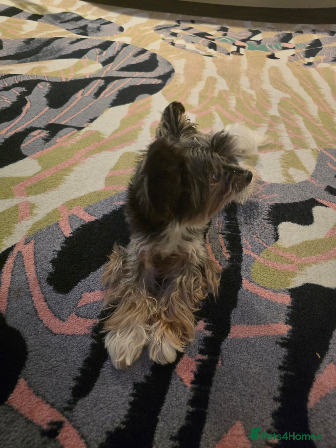 Biewer Terrier dogs for sale: Magic - Advert 2