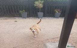 Mixed Breed dogs for sale: **LAST FEMALE HUSKYDOODLE** in Nottingham - Image 4