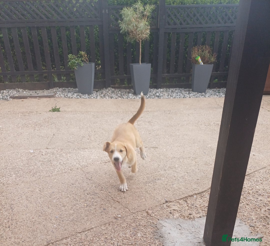 Mixed Breed dogs for sale: **LAST FEMALE HUSKYDOODLE** in Nottingham - Image 4