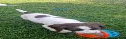 English Springer Spaniel dogs for sale: Working springer spaniels - Advert 5
