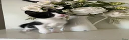 Mixed Breed cats for sale: Gorgeous Black & White kitten - Advert 3
