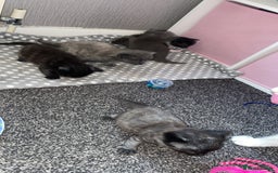 Mixed Breed cats for sale: Litter of 5 beautiful grey and Smokey kittens 🐱  - Image 7