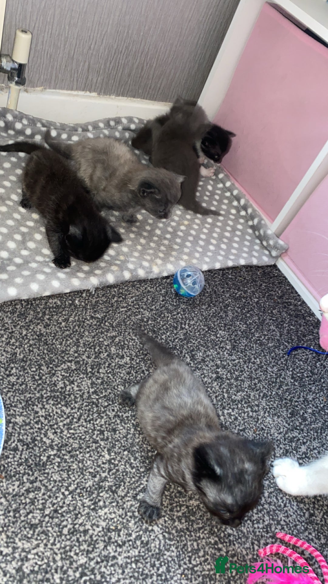 Mixed Breed cats for sale: Litter of 5 beautiful grey and Smokey kittens 🐱  - Image 7
