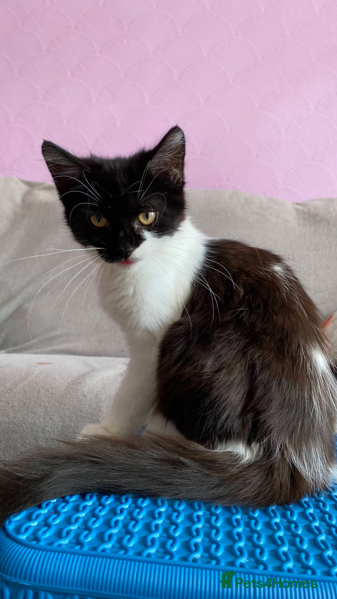 British Longhair cats for sale: Cute female kitten in swindon ready for new home - Image 2