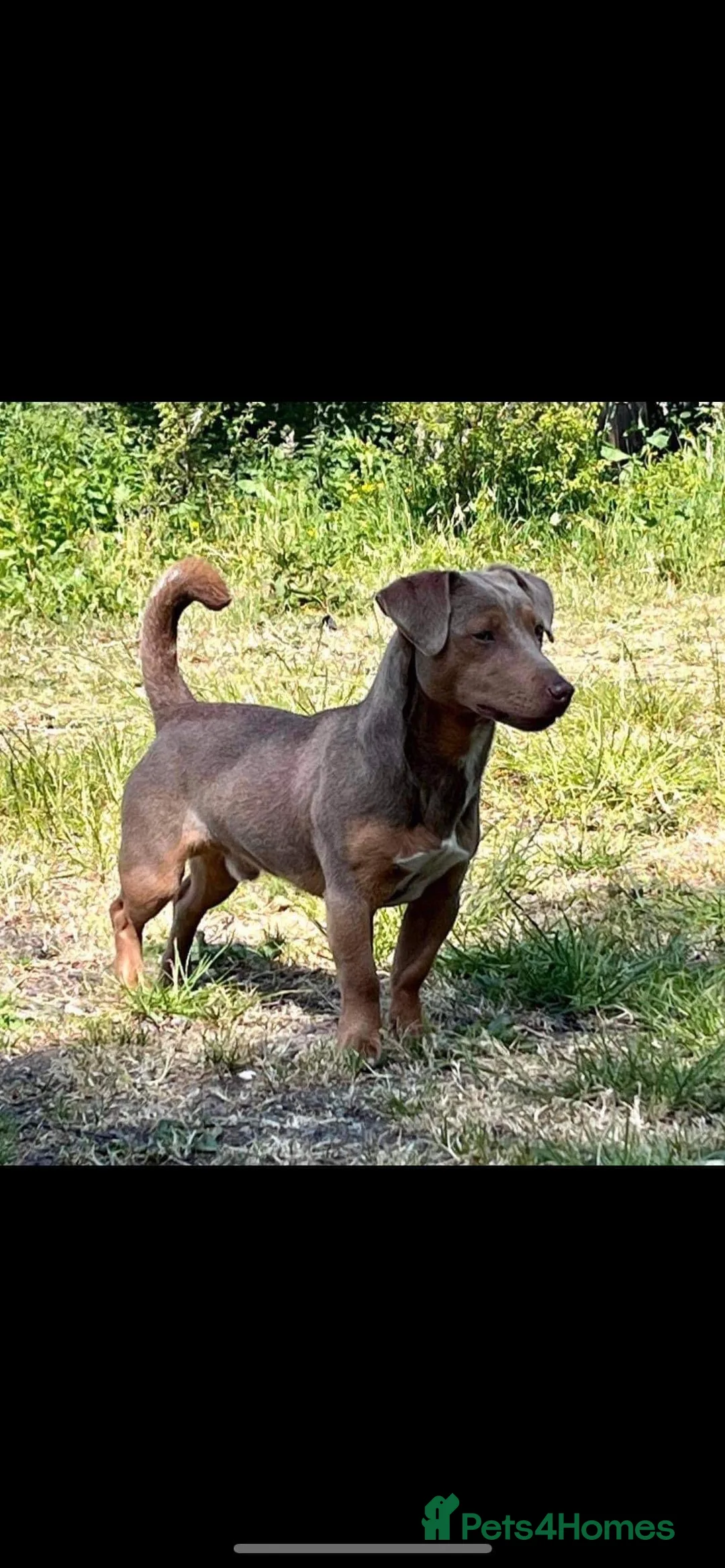 Jack Russell dogs for stud: DONJACKS RANGER - imported lilac & tan stud dog in Doncaster - Advert 6