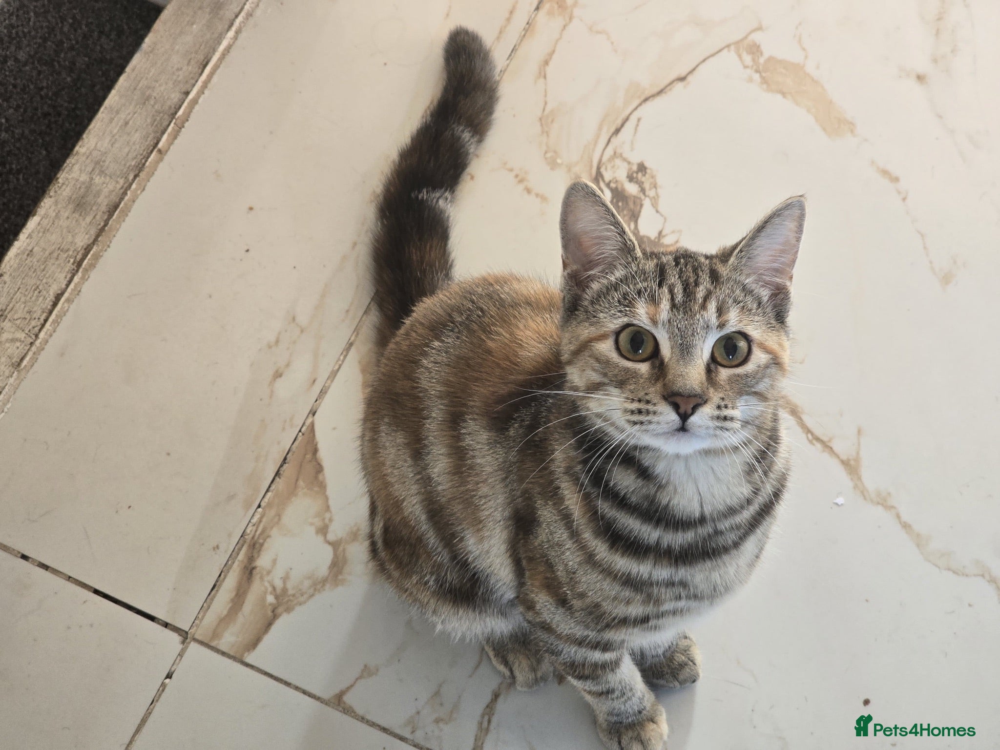 Mixed Breed cats 6 Month old kitten, female, tabby /ginger - Advert 7