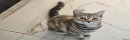 Mixed Breed cats for sale: 6 Month old kitten, female, tabby /ginger - Advert 4