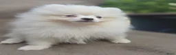 Pomeranian dogs for sale: Beautiful pomeranian  puppies ready to go - Advert 11