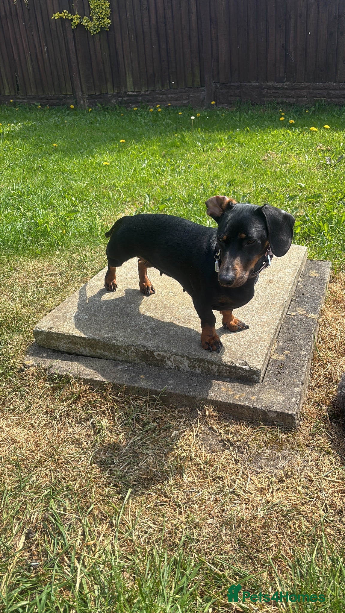 Miniature Dachshund dogs Miniature daschund female  - Advert 3