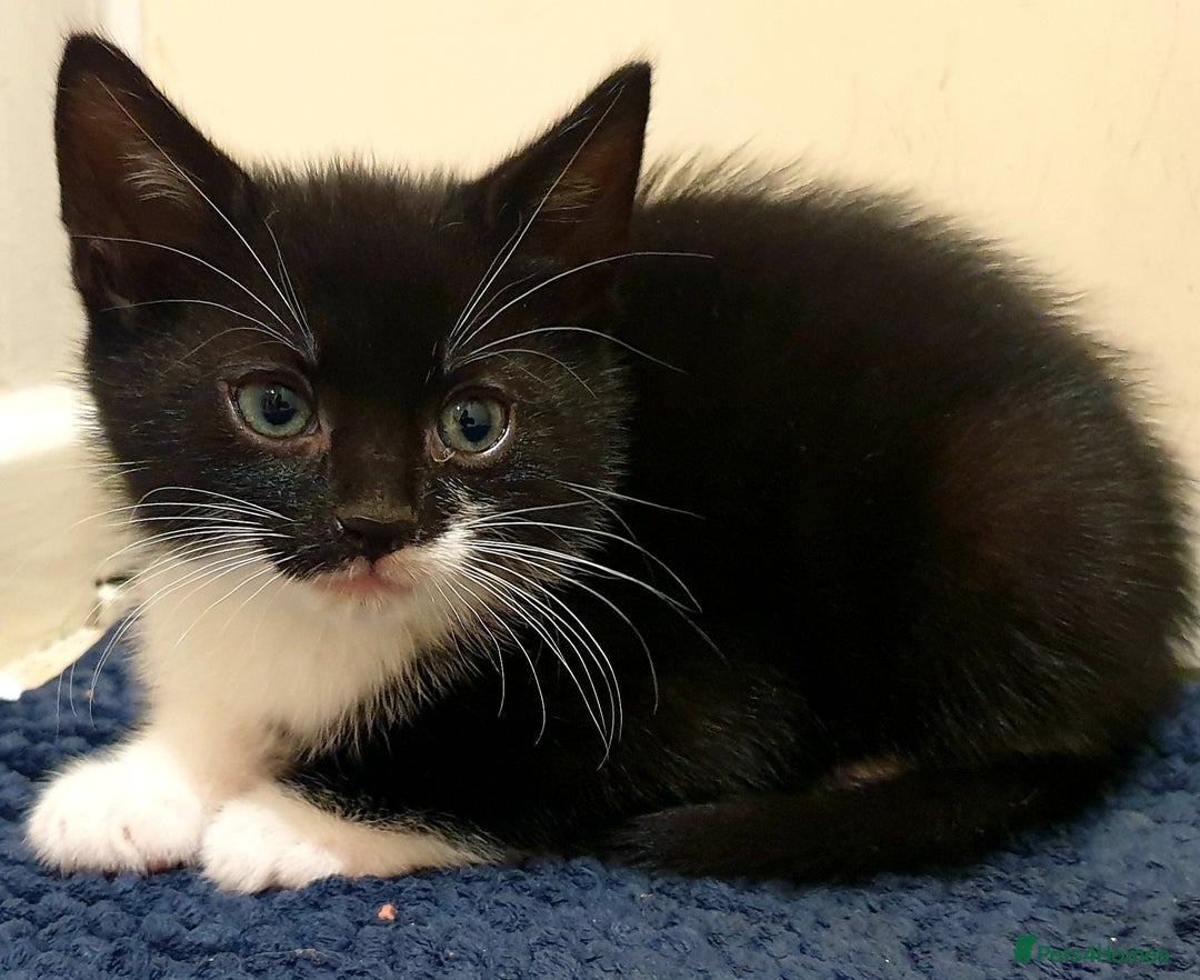 Mixed Breed cats for sale: 5 Gorgeous & Playful Kittens - Image 20