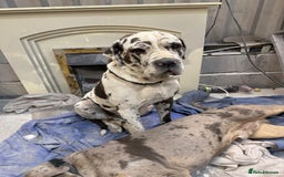 Cane Corso dogs for sale: Stunning Merle Cane Corso Puppies for sale - Image 5