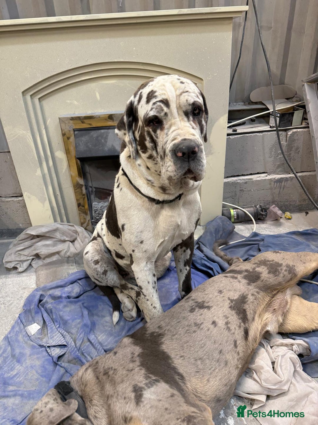 Cane Corso dogs for sale: Stunning Merle Cane Corso Puppies for sale - Image 5