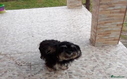 Bichon Frise dogs for adoption: Meet TOTO - a Lovely small boy for a Loving Home - Image 4