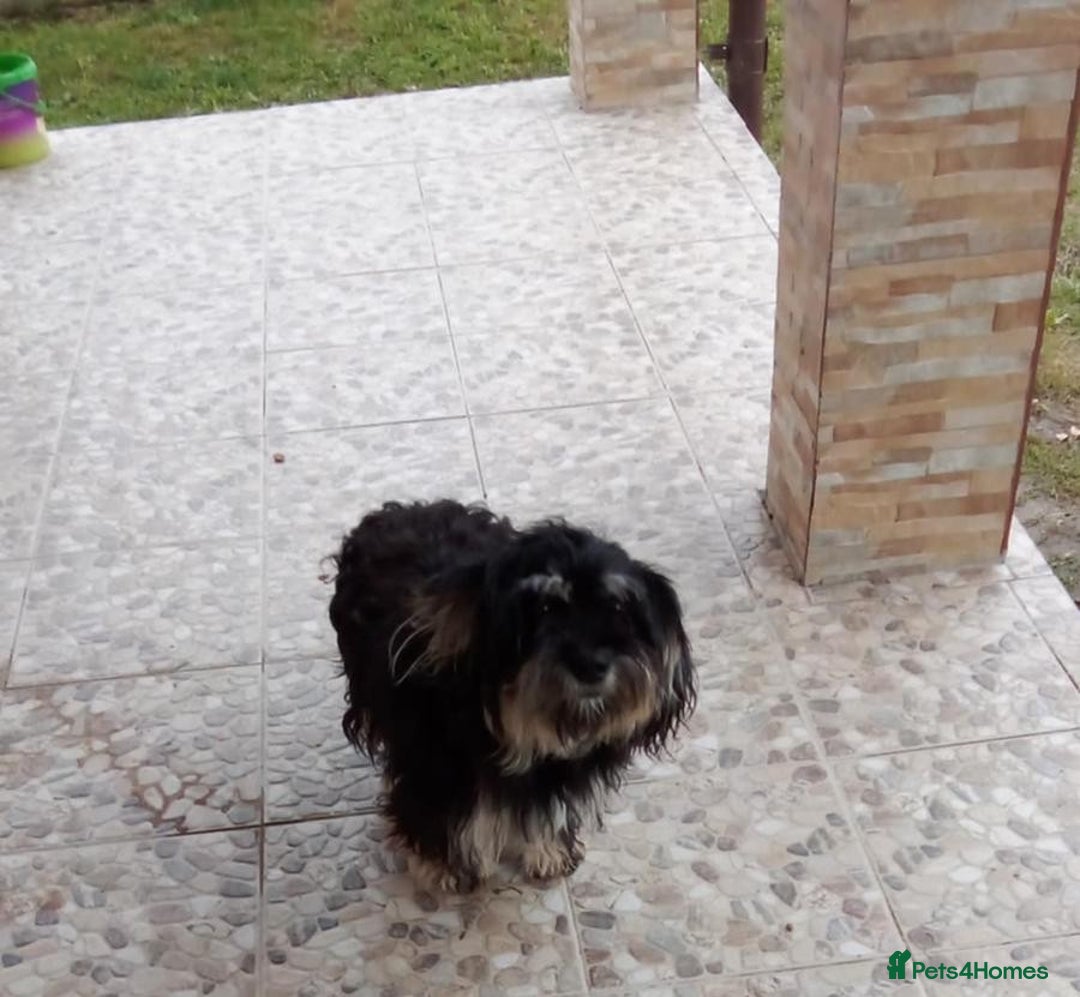 Bichon Frise dogs for adoption: Meet TOTO - a Lovely small boy for a Loving Home - Image 4