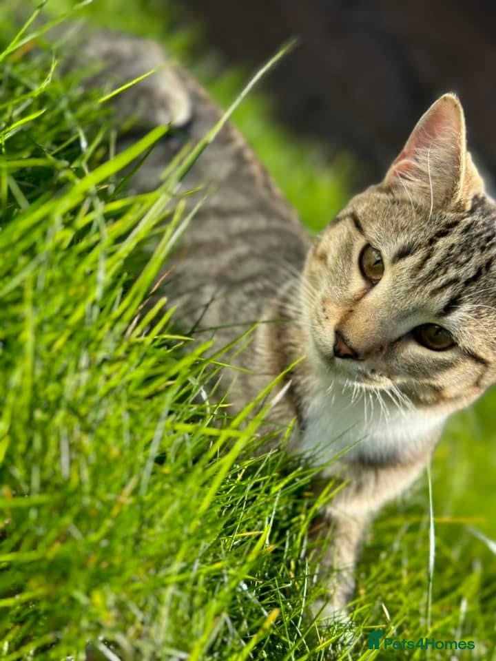 British Shorthair cats Loki Short Hair Tabby with white Chest - Advert 1