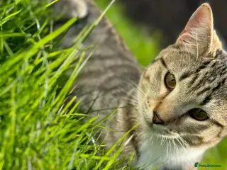 British Shorthair cats Loki Short Hair Tabby with white Chest - Advert 12