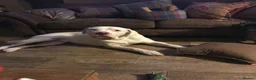 Mixed Breed dogs for sale: Bully mix for rehoming in Newton Aycliffe - Advert 13