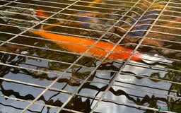 Koi Carp fish for sale: pond fish - Image 6