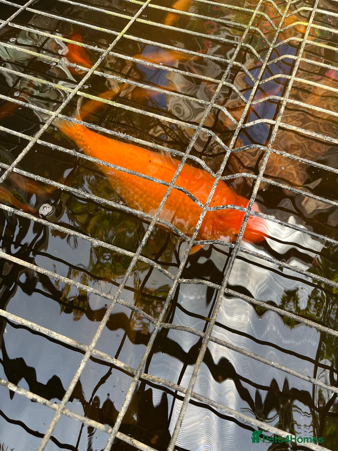 Koi Carp fish for sale: pond fish - Image 6