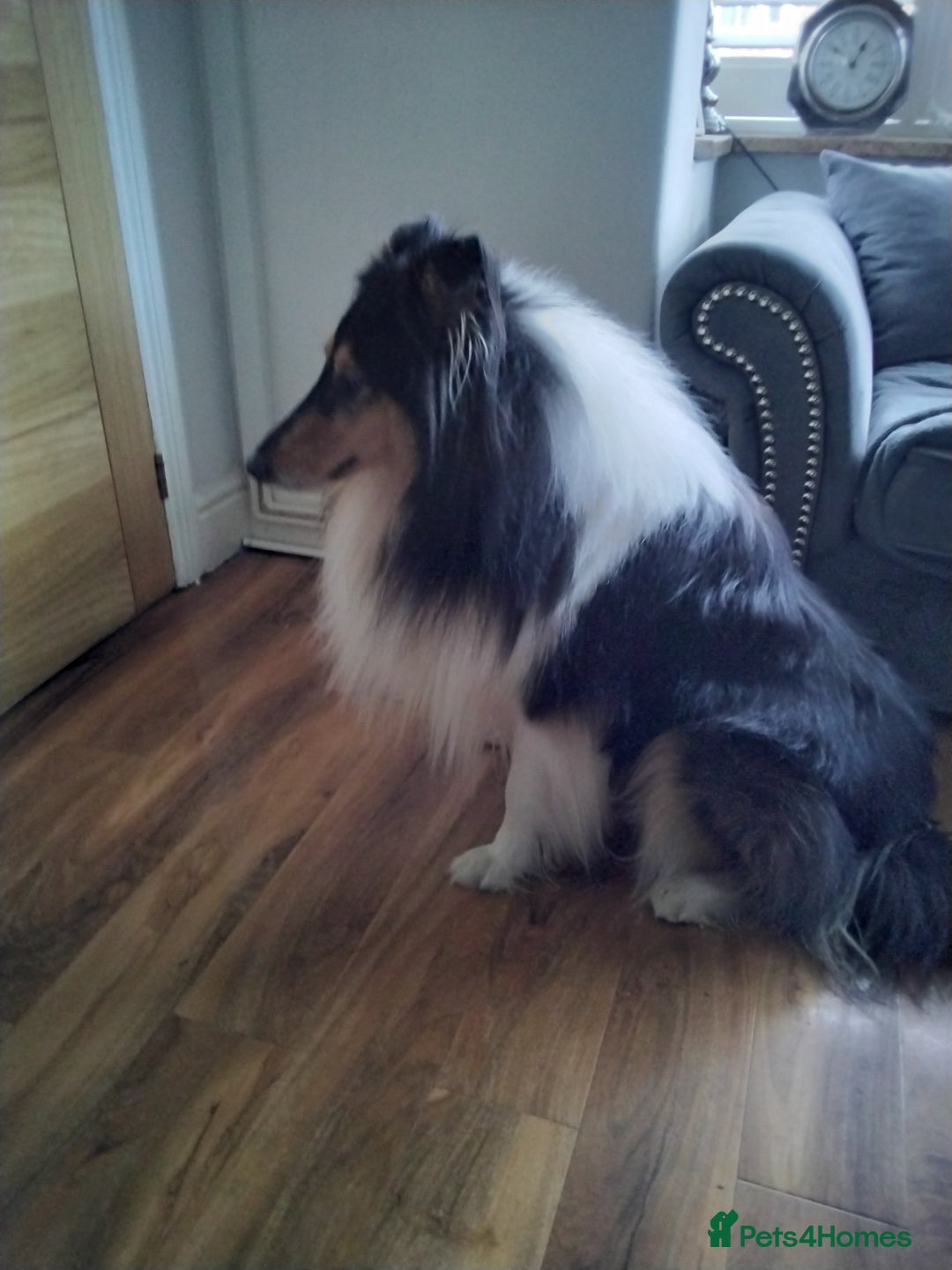 Rough Collie dogs for sale: Rough collie - Advert 1