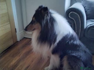 Rough Collie dogs Rough collie - Advert 16