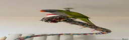 Parrots birds for sale: Male Derbyan  - Advert 6