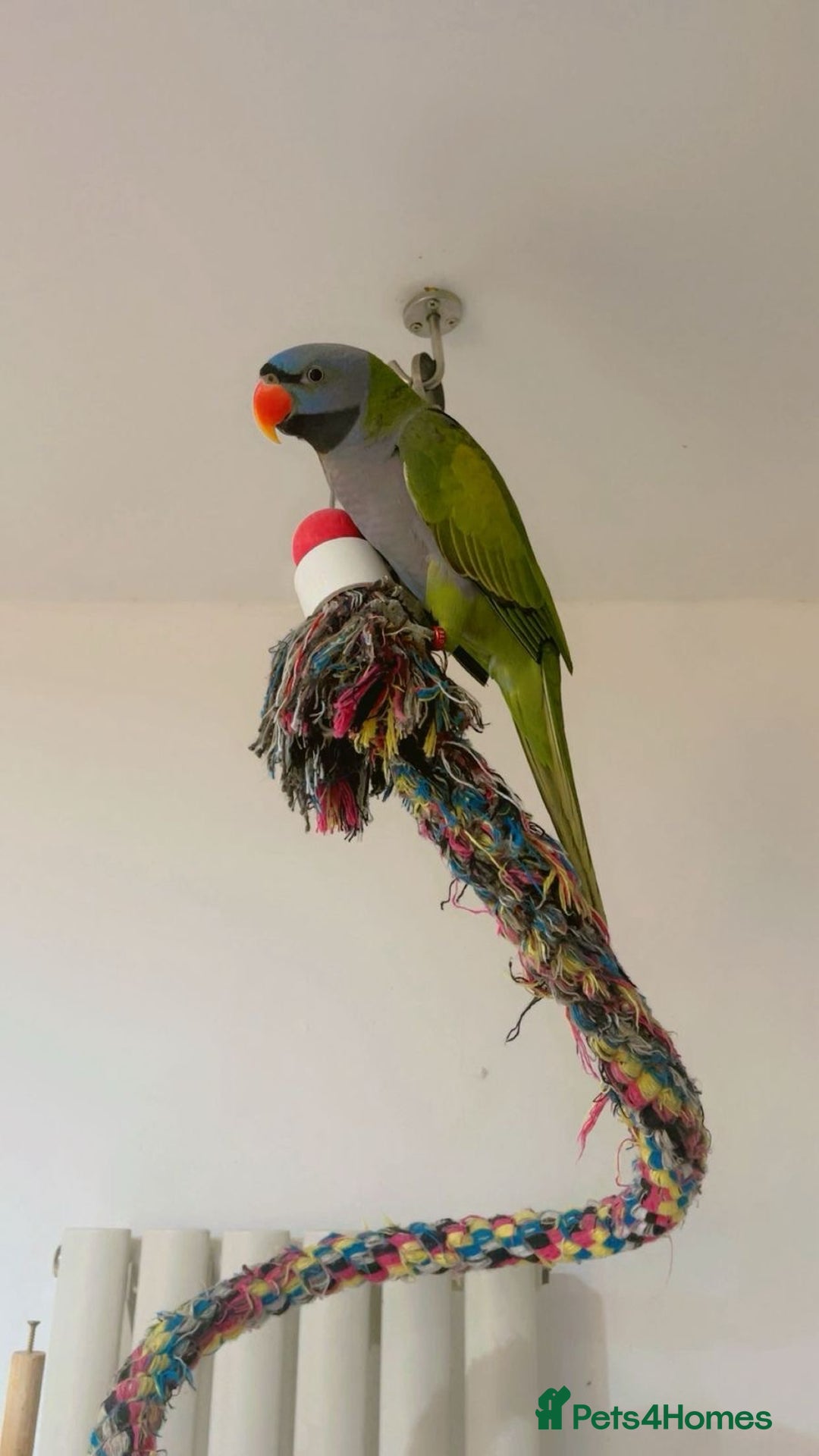 Parrots birds for sale: Male Derbyan  - Advert 6