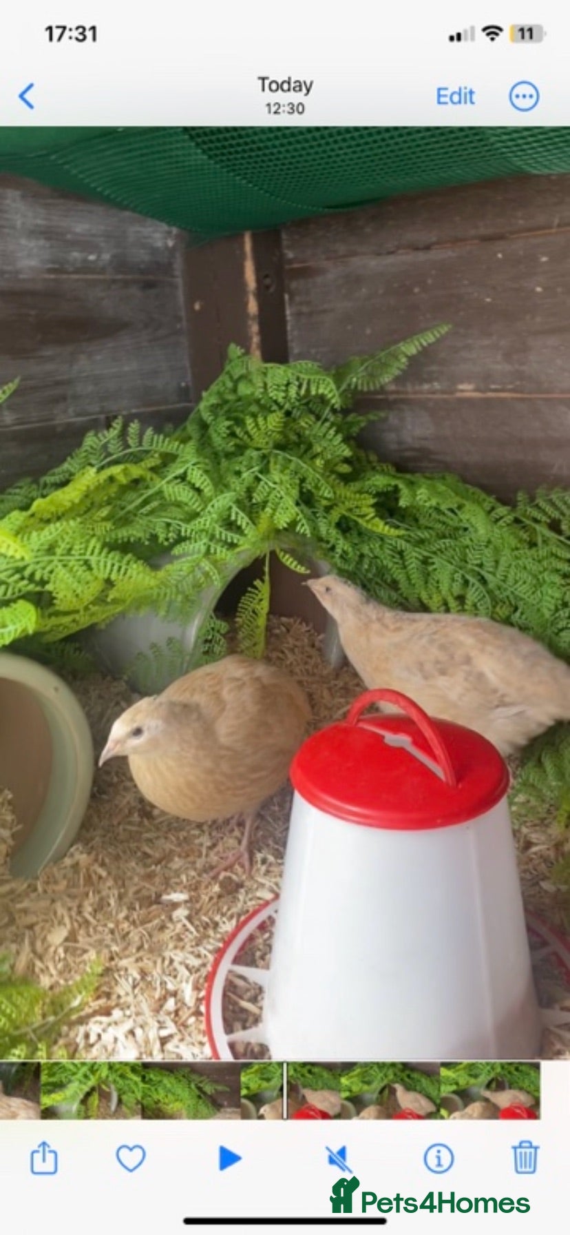 Quail poultry Two female quails  - Advert 1