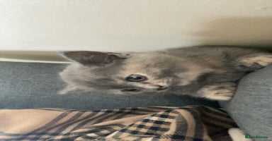British Shorthair cats - Advert 9