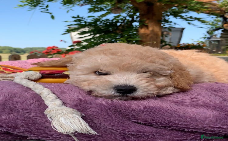 Toy Poodle dogs - Advert 2
