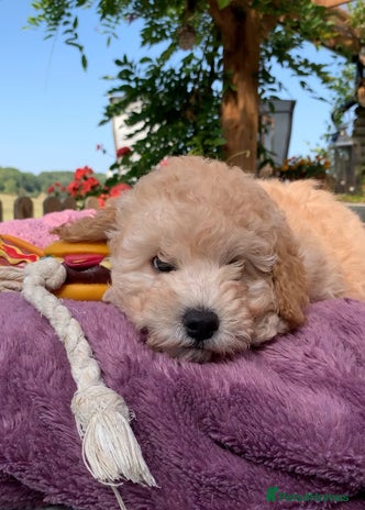 Toy Poodle dogs - Advert 4