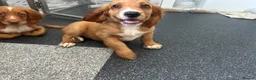 Cocker Spaniel dogs for sale: Cocker spaniel puppies  in Poole - Advert 4
