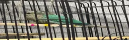 Conures birds for sale: Torquise conure looking for a new home in Leeds in Leeds - Advert 4
