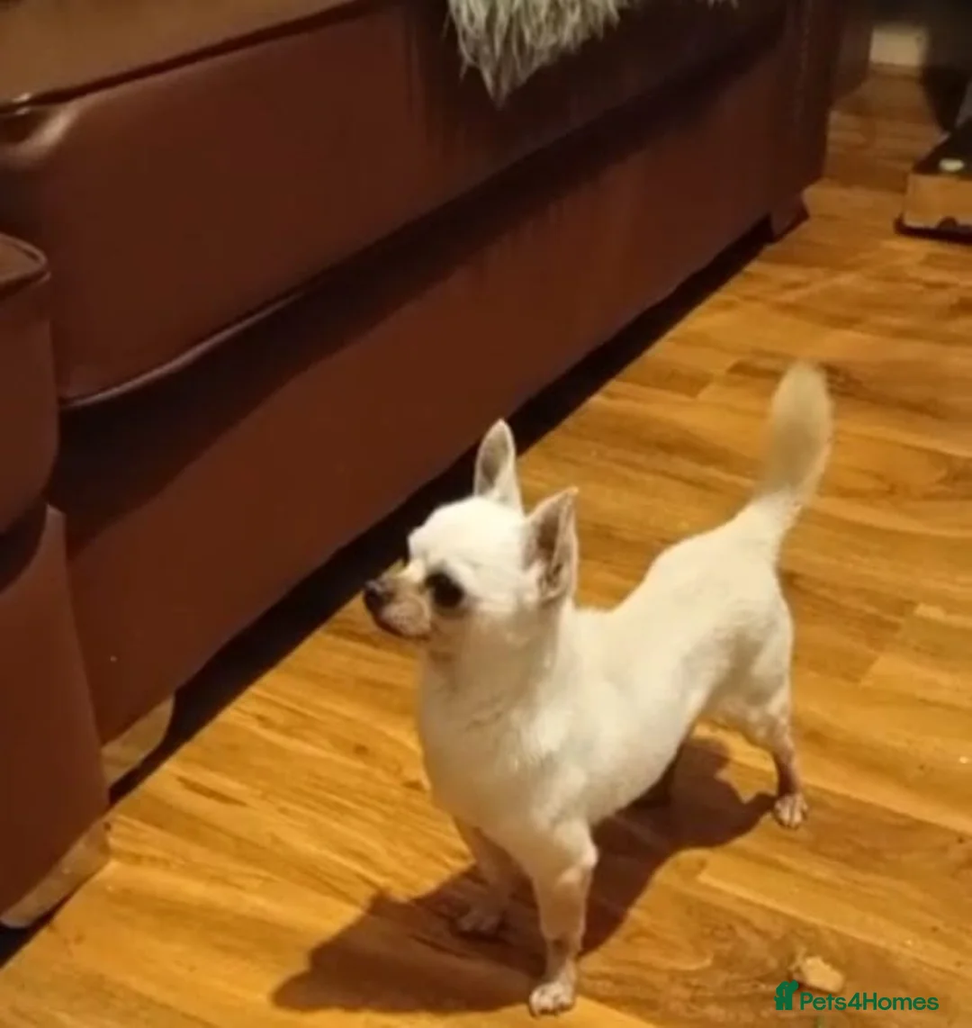 Chihuahua dogs for sale: Chihuahua adult male for sale  - Advert 2