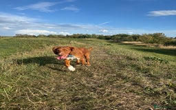 Cocker Spaniel dogs for sale: Buddy 8 month old Cocker Spaniel - Image 2