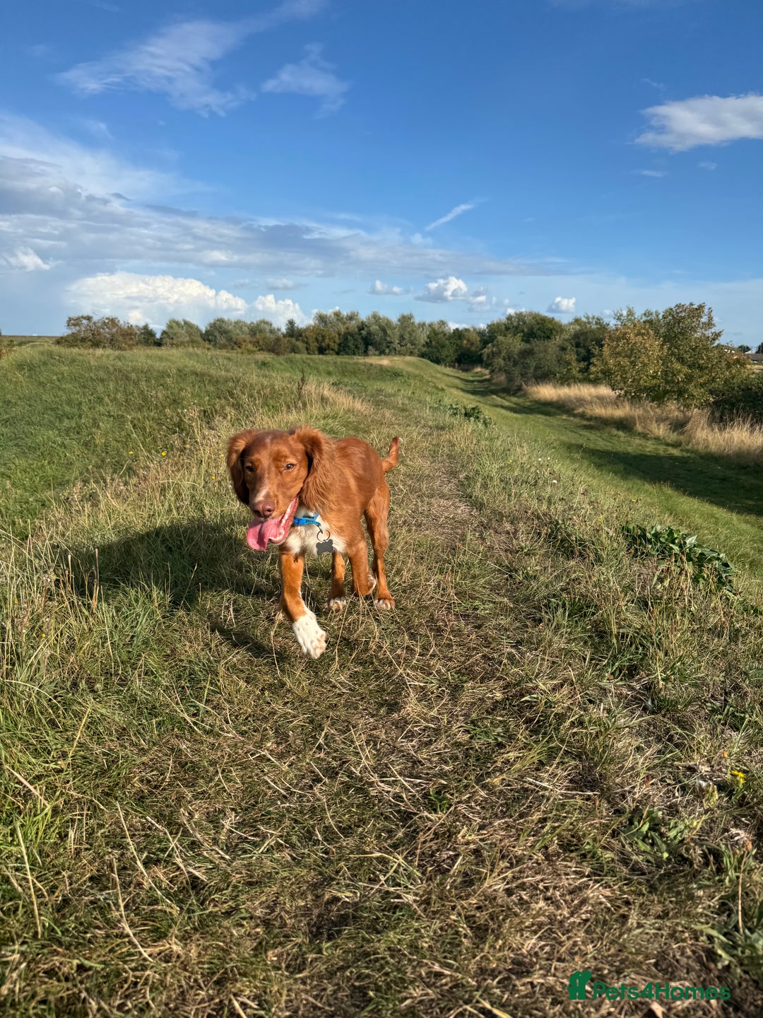 Cocker Spaniel dogs for sale: Buddy 8 month old Cocker Spaniel - Image 2