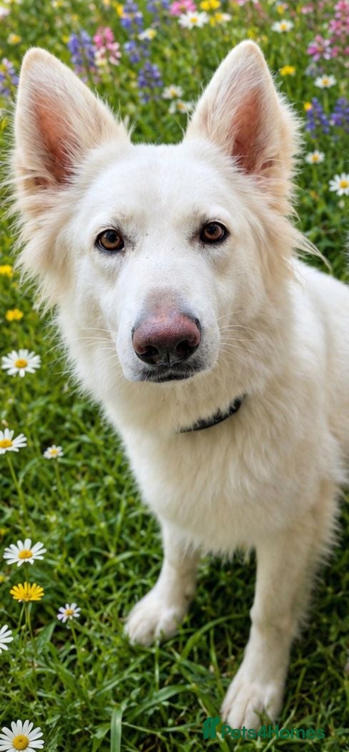 German Shepherd dogs Beautiful White long haired female shepherd  - Advert 1