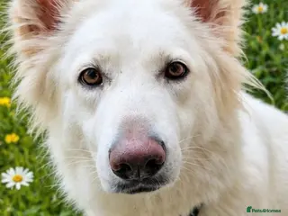 German Shepherd dogs Beautiful White long haired female shepherd - Advert 13
