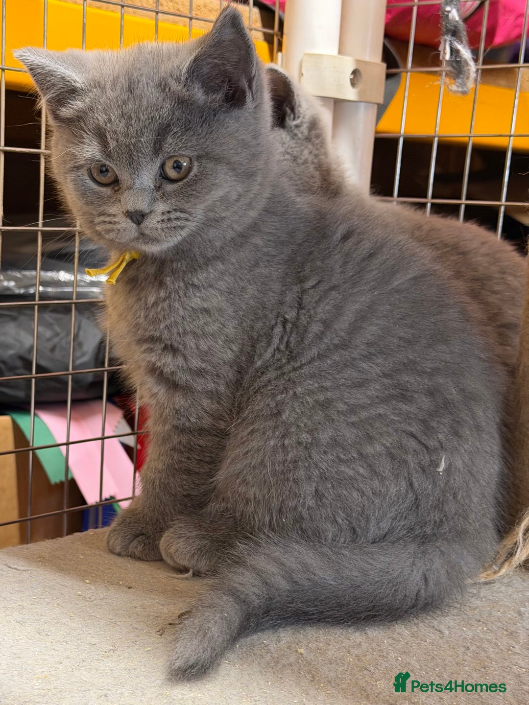 British Shorthair cats for sale: Blue BSH kittens - Advert 3