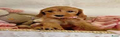 Cavapoo 5