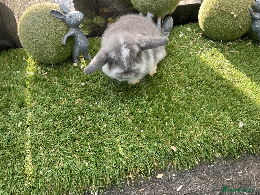 Mini Lop rabbits for sale: Baby mini lops and mini lion lop baby rabbits - Advert 13