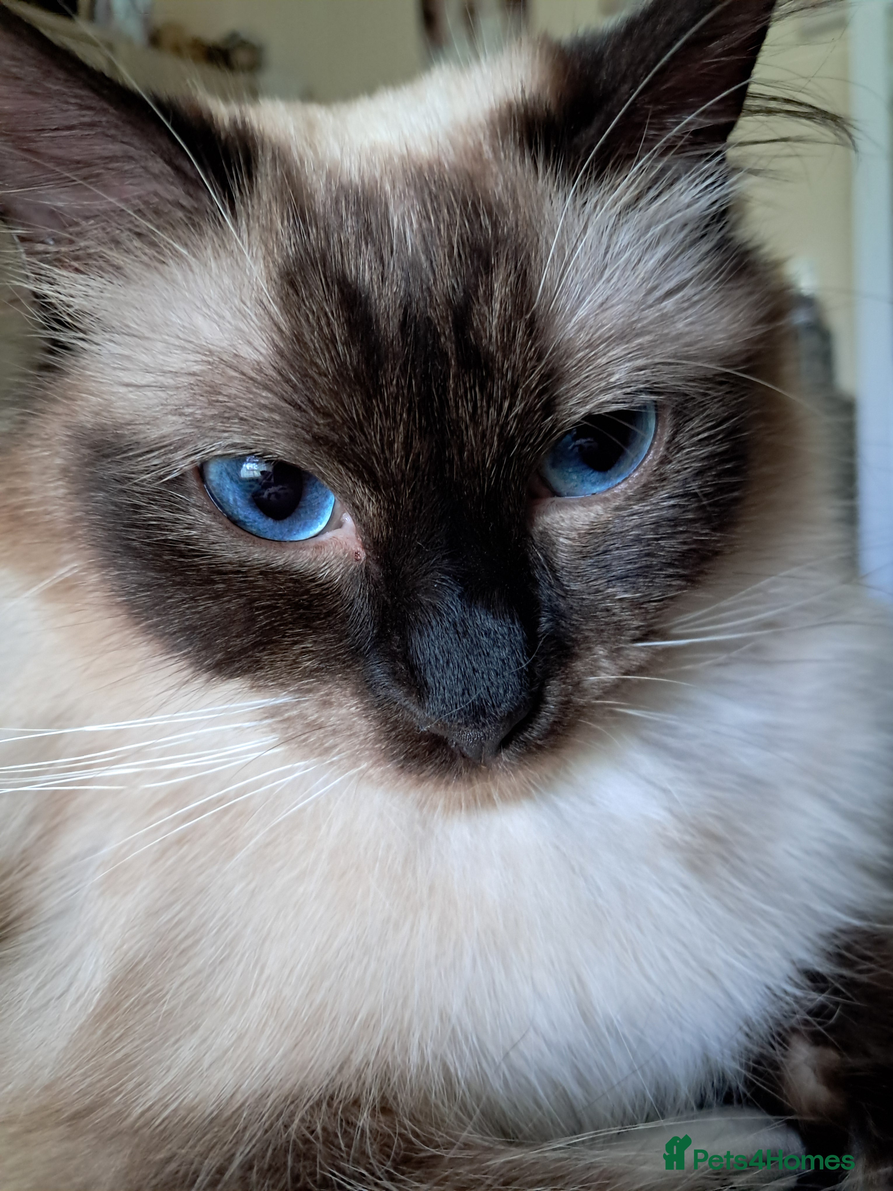 Ragdoll cats Pure bred beautiful ragdoll  - Advert 4