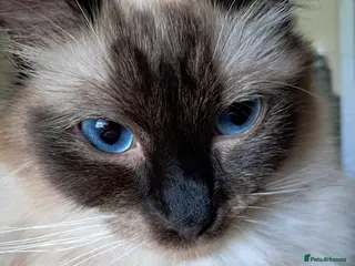 Ragdoll cats Pure bred beautiful ragdoll - Advert 4