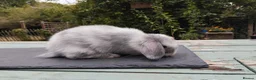 Mixed Breed rabbits for sale: Mixed breed £70 each - Advert 21