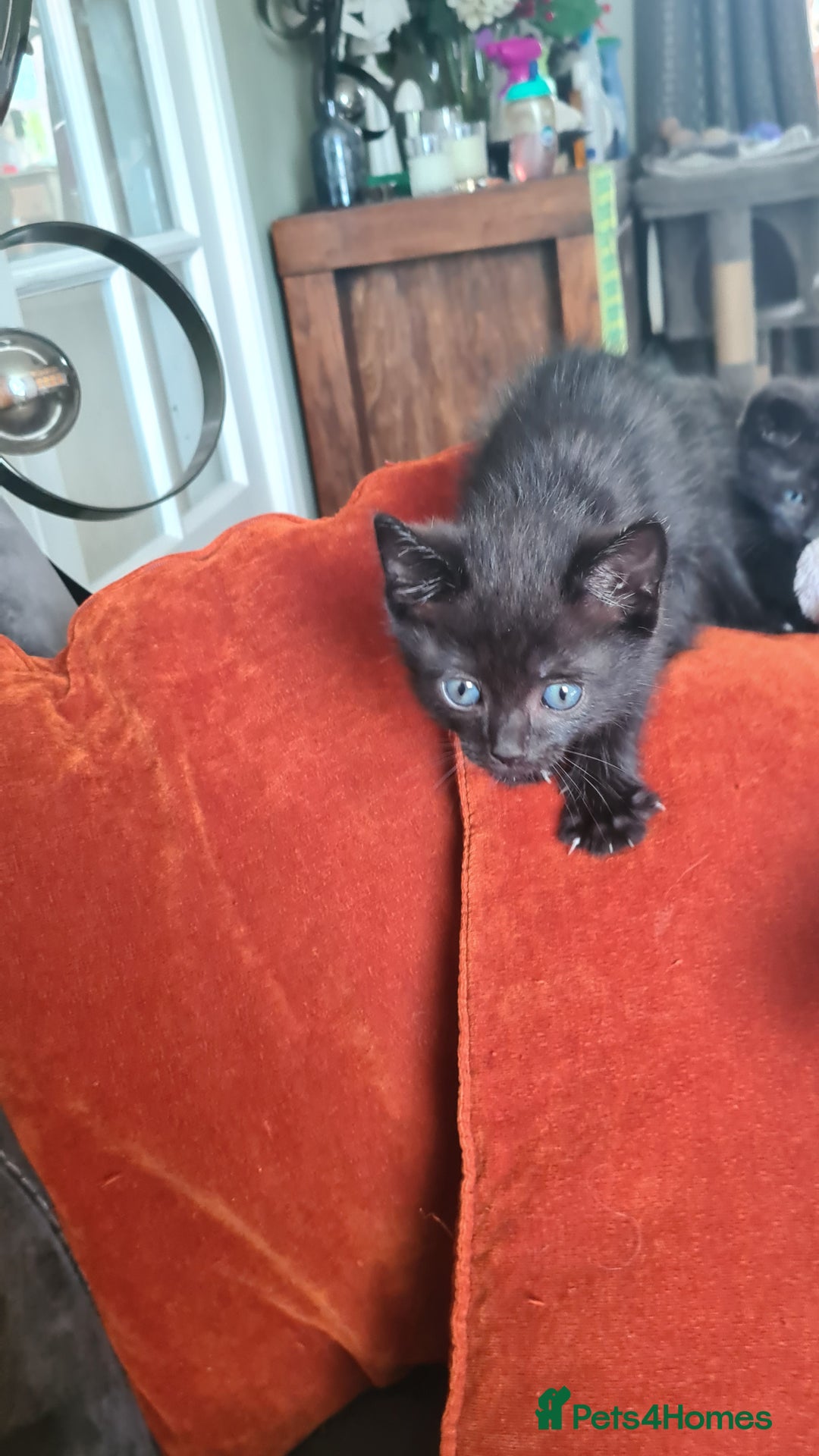 Ragdoll cats for sale: Ragdoll x kittens - Image 7