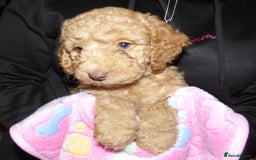 Cockapoo dogs for sale: Cockapoo F2 Puppies - Image 13