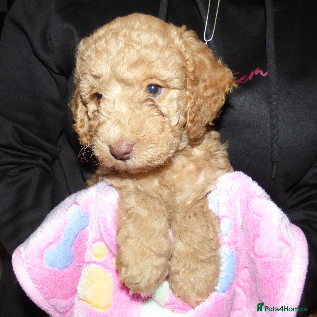 Cockapoo dogs for sale: Cockapoo F2 Puppies - Image 13