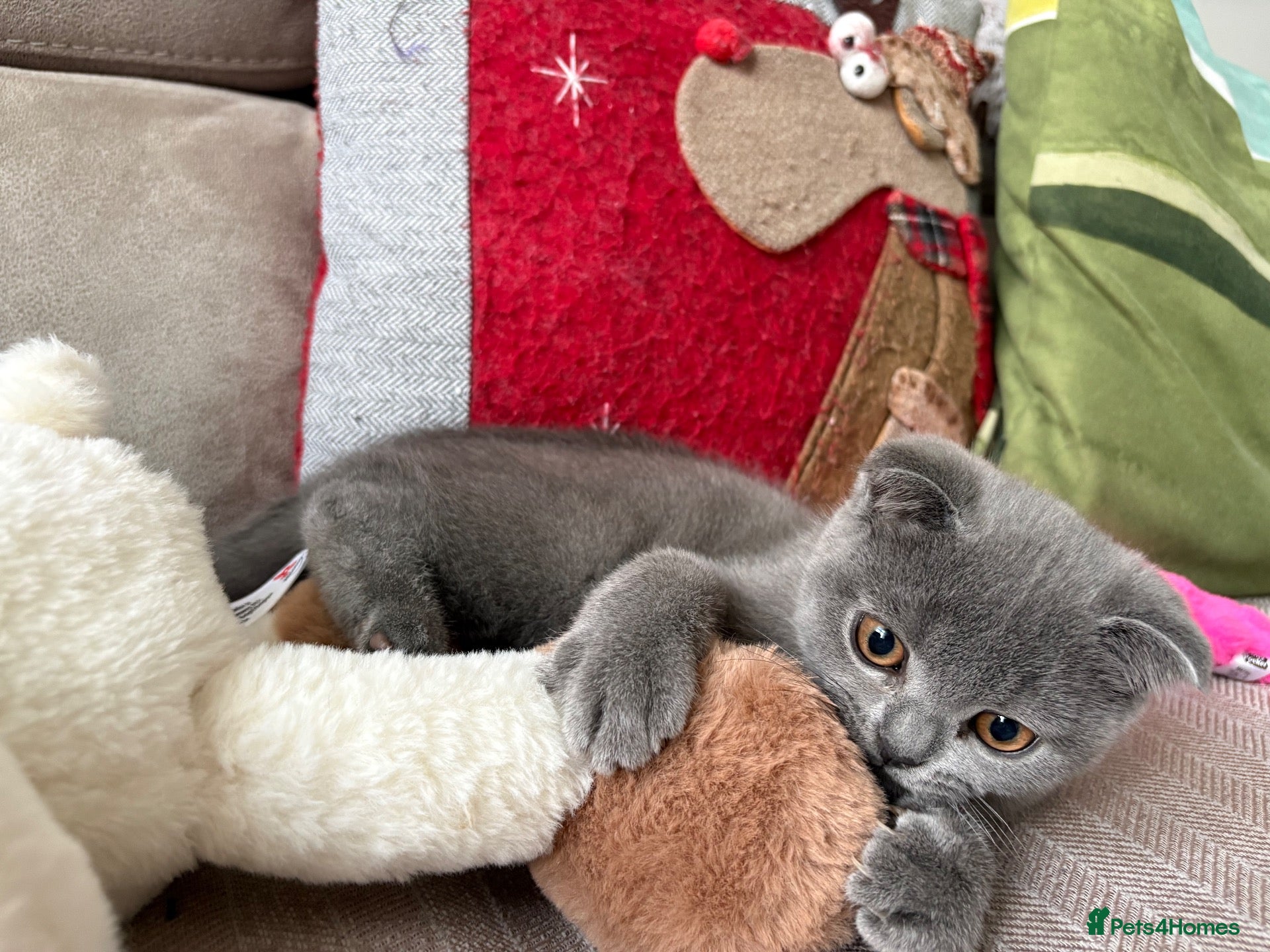 Scottish Fold cats Playful  lovely Scottish Fold - Advert 8