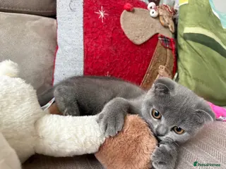 Scottish Fold cats Playful lovely Scottish Fold - Advert 8