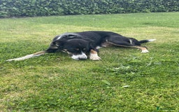 Border Collie dogs for sale: Outstanding Male Border Collie Pup - Image 9